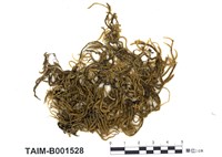 藏品(蔓苔屬)的圖片